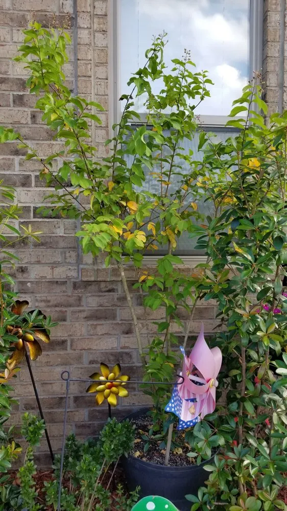 Expert residential landscaping experts serving North Little Rock, AR - Top Notch Turf and Pest