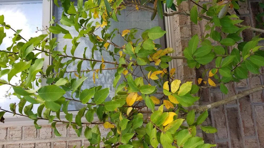 Local outdoor landscaping in North Little Rock, AR - Top Notch Turf and Pest