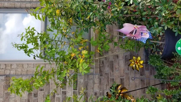 Top Notch Turf and Pest Logo