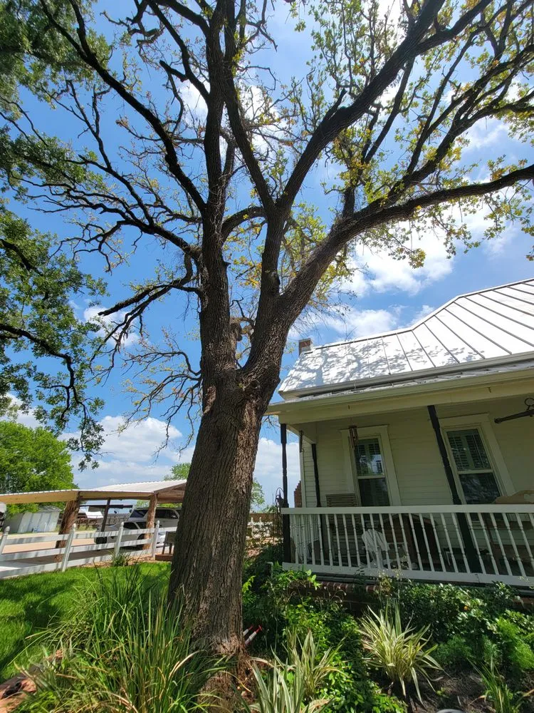 Local landscaping services for outdoor upgrades in Bryan, TX by Top Point Tree