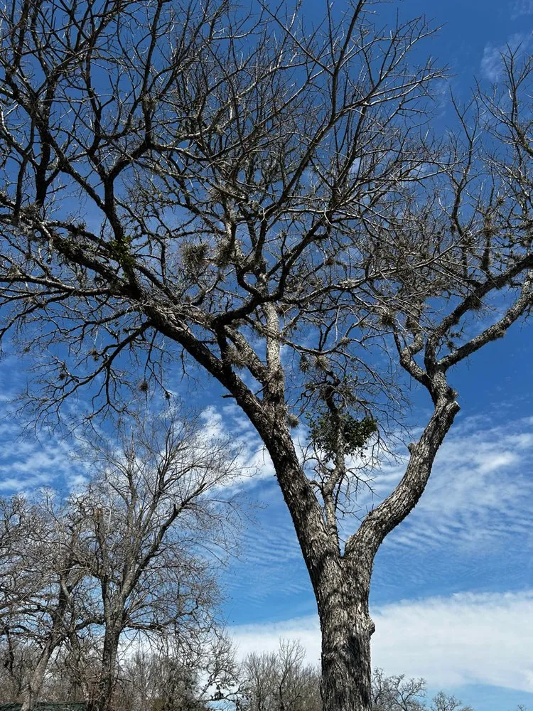 Expert yard maintenance in Bryan, TX - Top Point Tree
