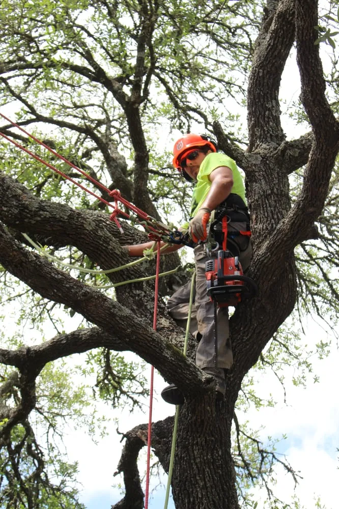 Custom residential landscaping in Bryan, TX - Top Point Tree