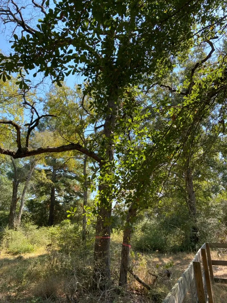 Custom outdoor landscaping for homes in Bryan, TX by Top Point Tree