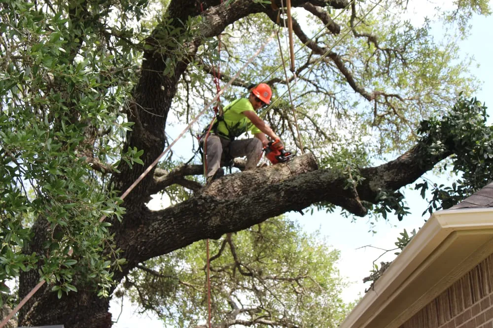 Reliable landscape design for homes in Bryan, TX by Top Point Tree