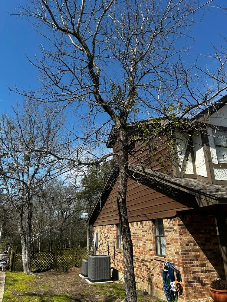 Trusted yard cleanup service experts serving Bryan, TX - Top Point Tree