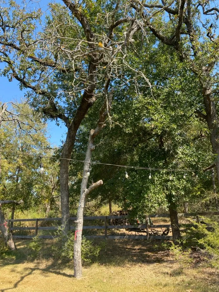 Expert landscaping services near you across Bryan, TX - Top Point Tree