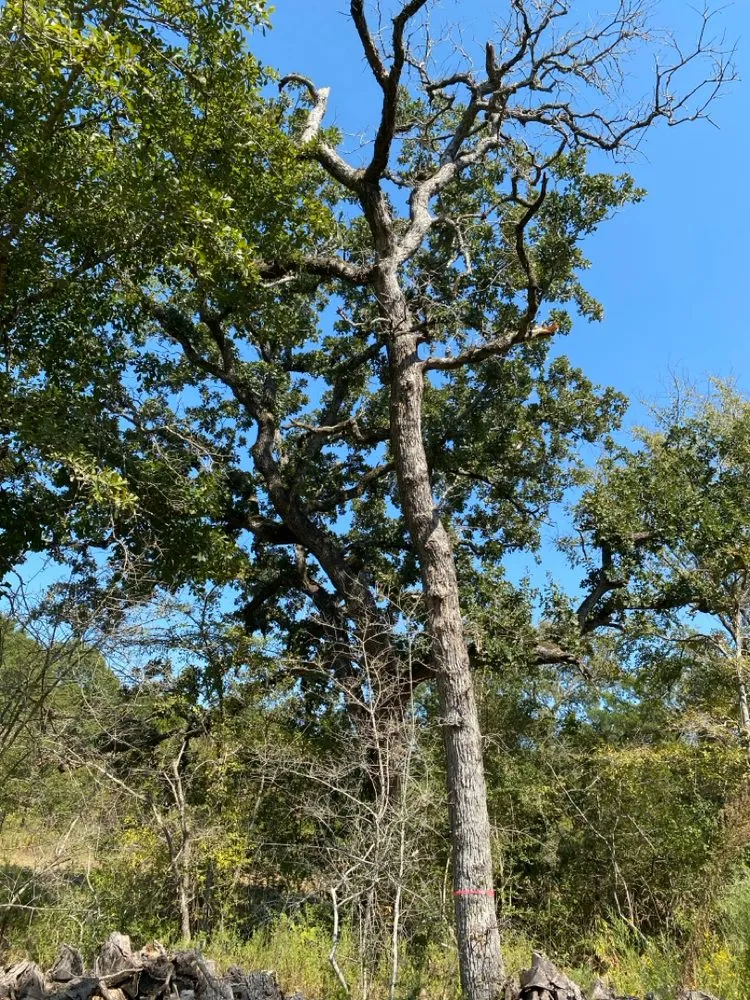 Top-rated landscape design in Bryan, TX - Top Point Tree
