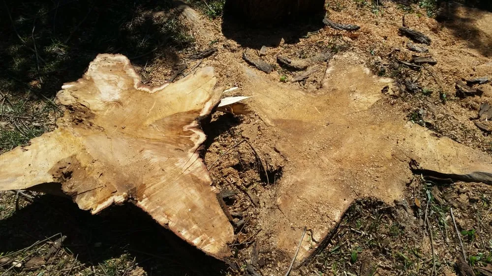 Expert landscape design for year-round maintenance in Bryan, TX by Top Point Tree