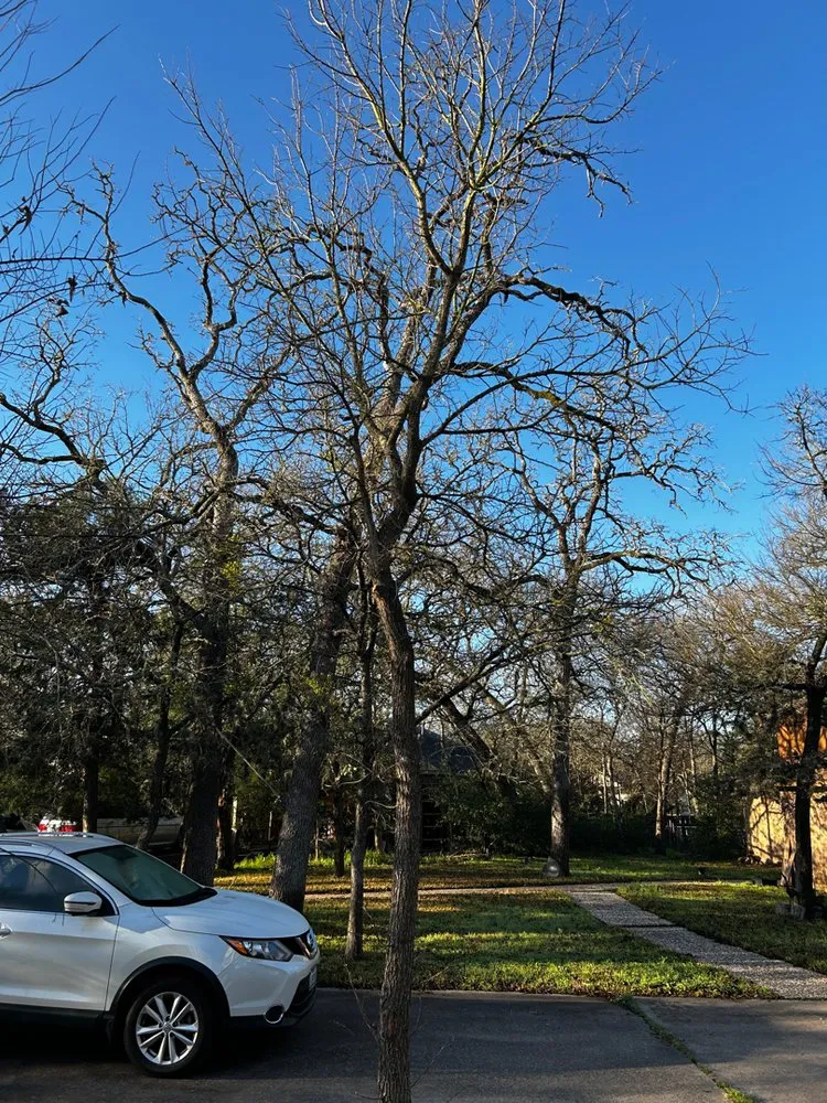 Professional lawn mowing service in Bryan, TX - Top Point Tree