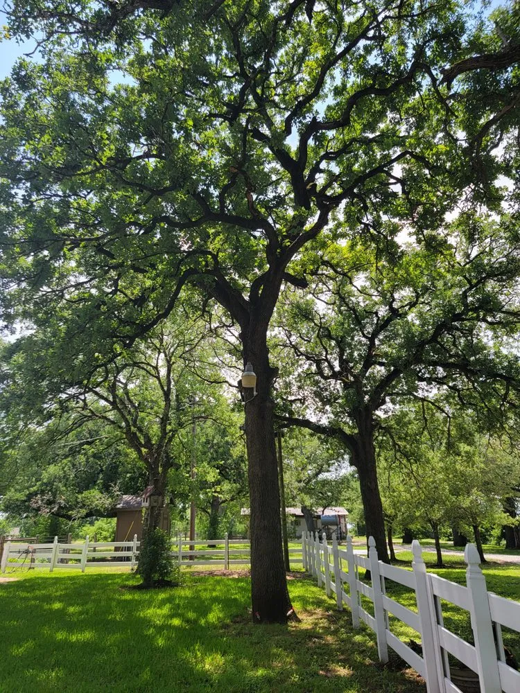 Professional landscape installation for outdoor upgrades across Bryan, TX - Top Point Tree