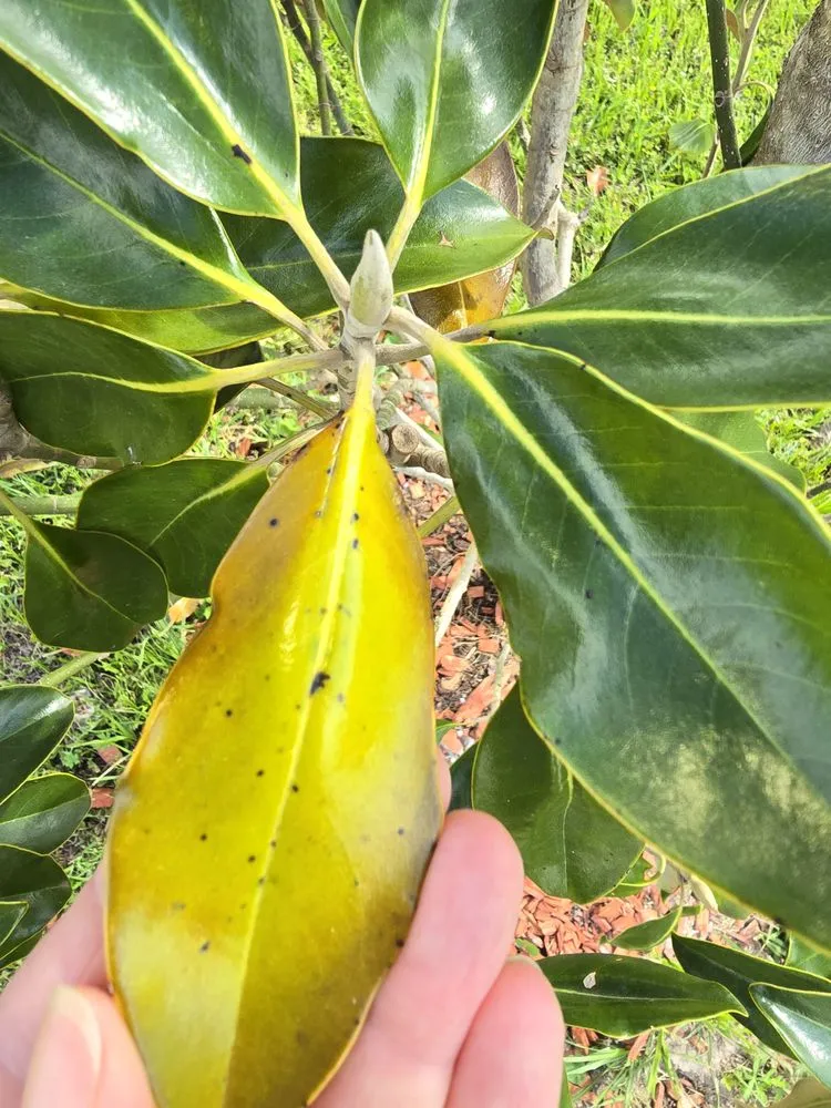 Top-rated residential landscaping experts serving Bryan, TX - Top Point Tree