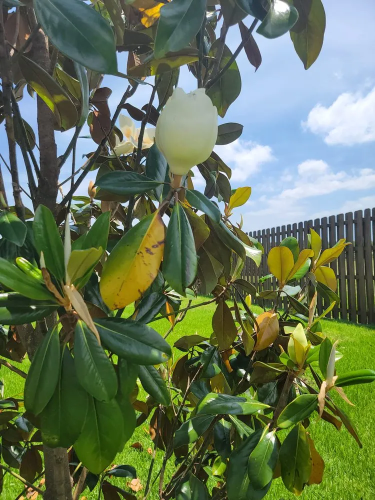 Trusted landscape installation experts serving Bryan, TX - Top Point Tree