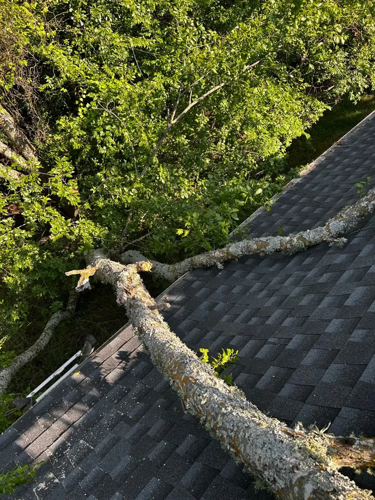 Reliable yard cleanup service in Bryan, TX by Top Point Tree