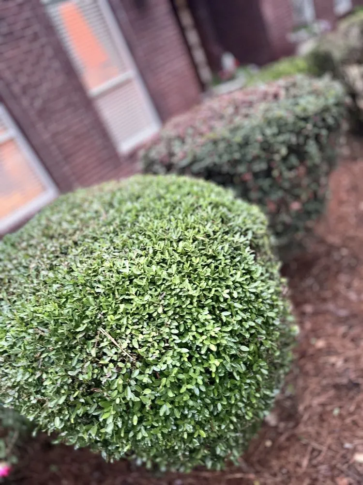 Reliable lawn mowing service experts serving Hattiesburg, MS - Top Pressure Washing