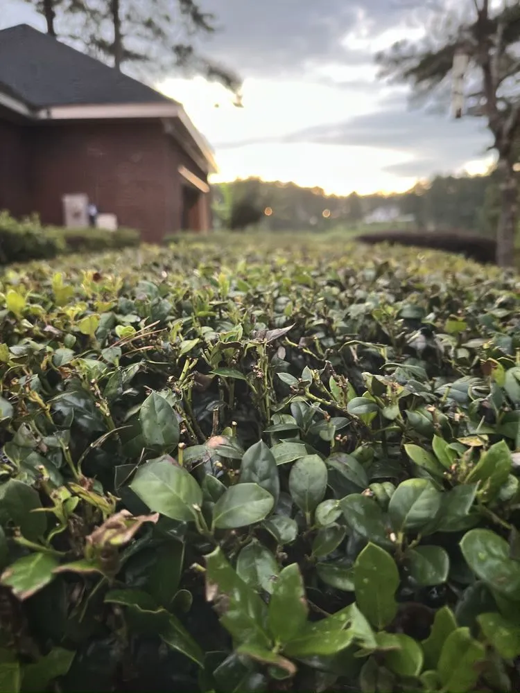 Affordable residential landscaping in Hattiesburg, MS - Top Pressure Washing