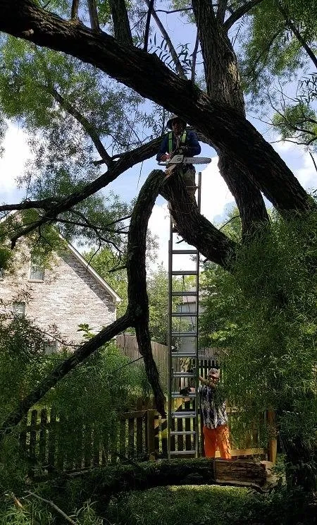 Reliable residential landscaping in Lexington, KY by Top Quality Landscaping & Trees