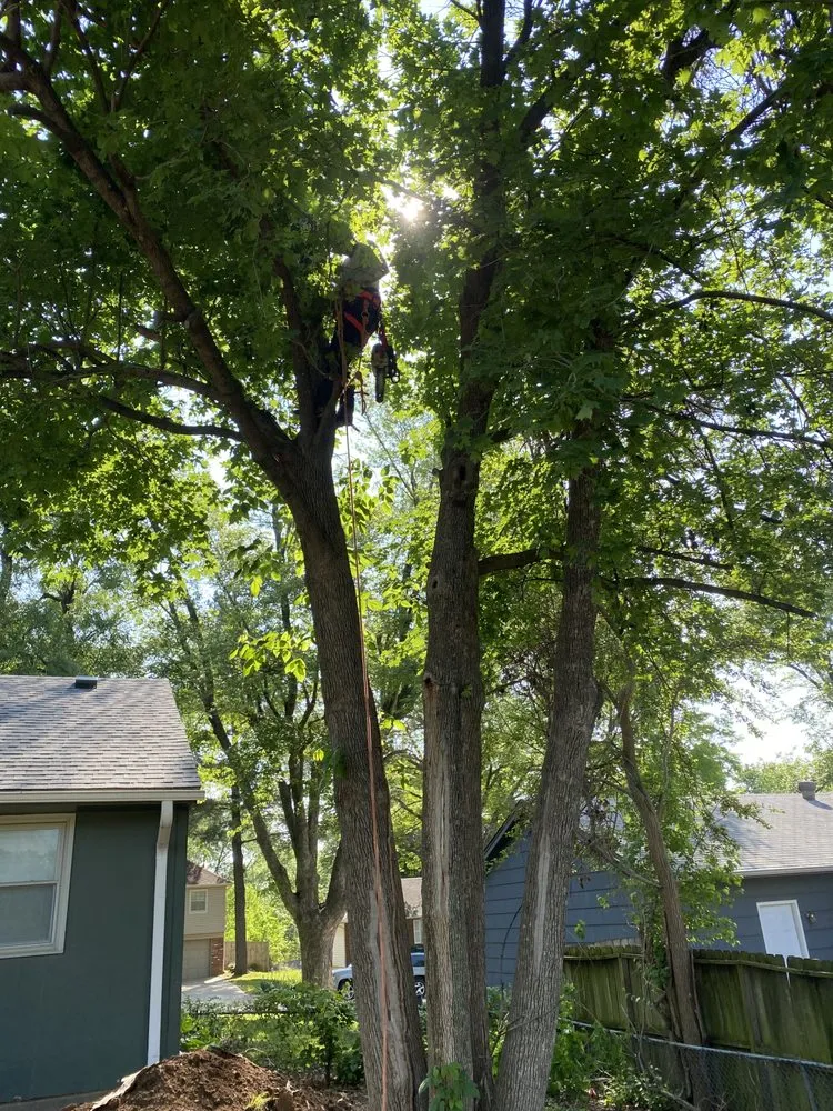 Reliable landscaping services experts serving Kansas City, MO - Top Quality Tree & Lawn Service