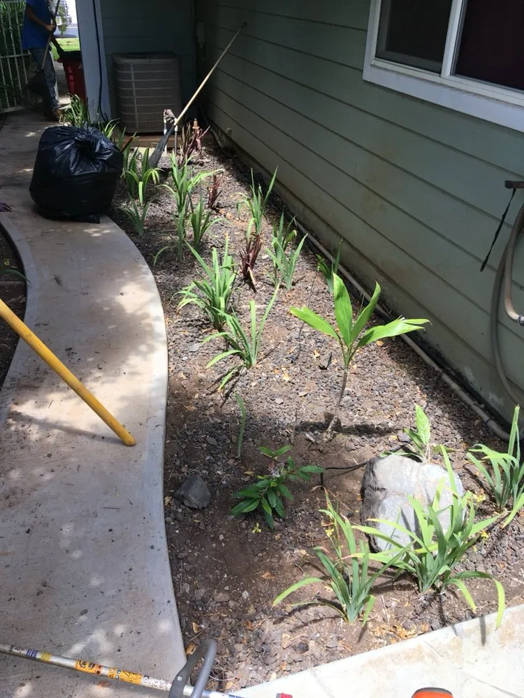 Reliable residential landscaping for year-round maintenance in Makawao, HI by Top Rated Island Maintenance