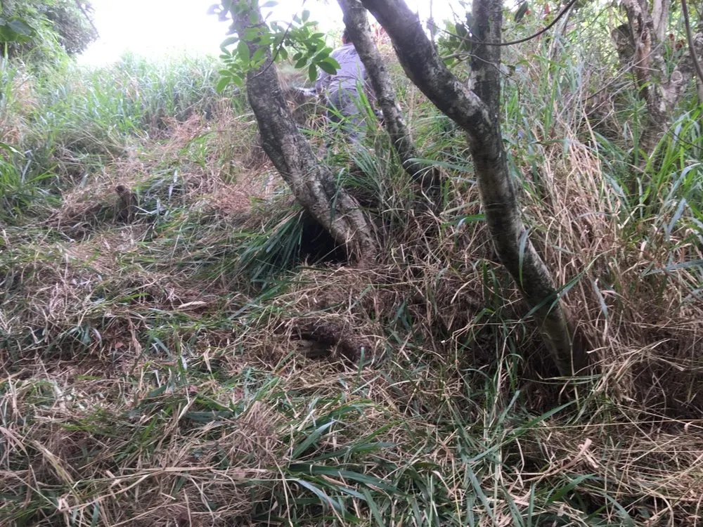 Expert outdoor landscaping experts serving Makawao, HI - Top Rated Island Maintenance