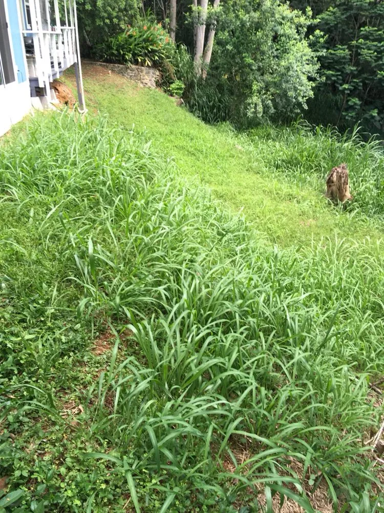 Reliable yard cleanup service in Makawao, HI - Top Rated Island Maintenance