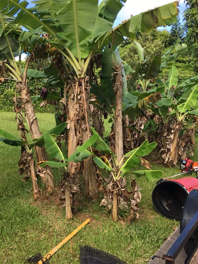 Custom yard cleanup service for beautiful yards across Makawao, HI - Top Rated Island Maintenance