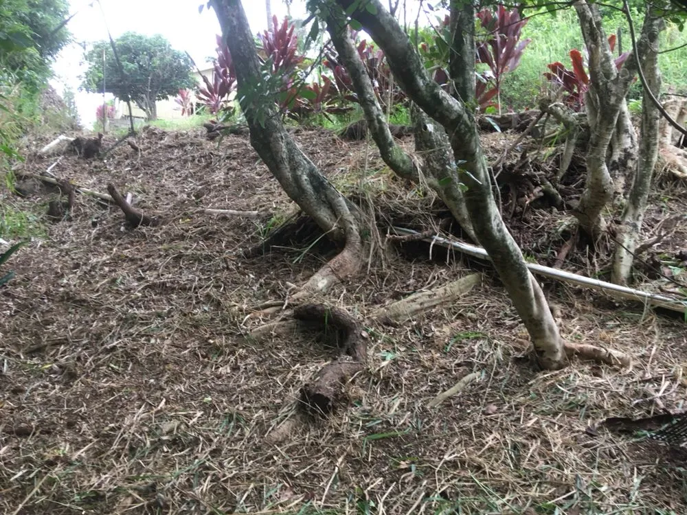 Local outdoor landscaping for residential properties across Makawao, HI - Top Rated Island Maintenance
