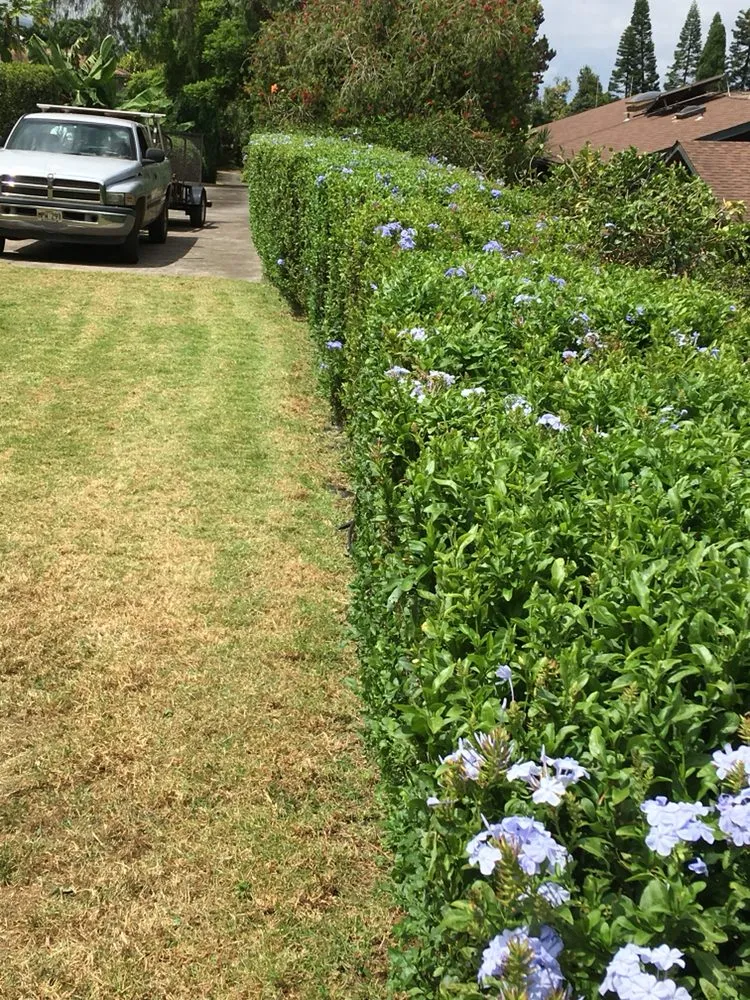 Custom yard cleanup service experts serving Makawao, HI - Top Rated Island Maintenance