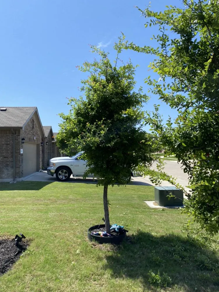 Custom yard maintenance in Saginaw, TX by Top Shelf Lawns
