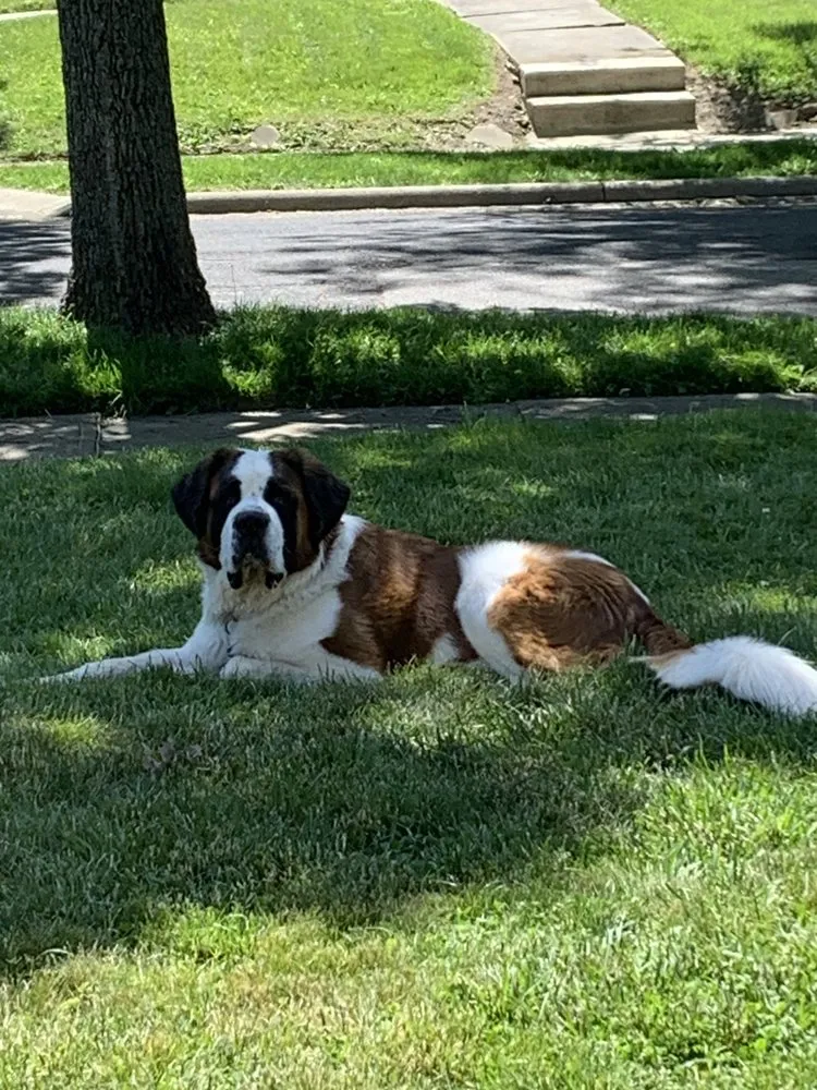 Local yard maintenance for homes in cleveland heights, OH by Top Teer Landscaping