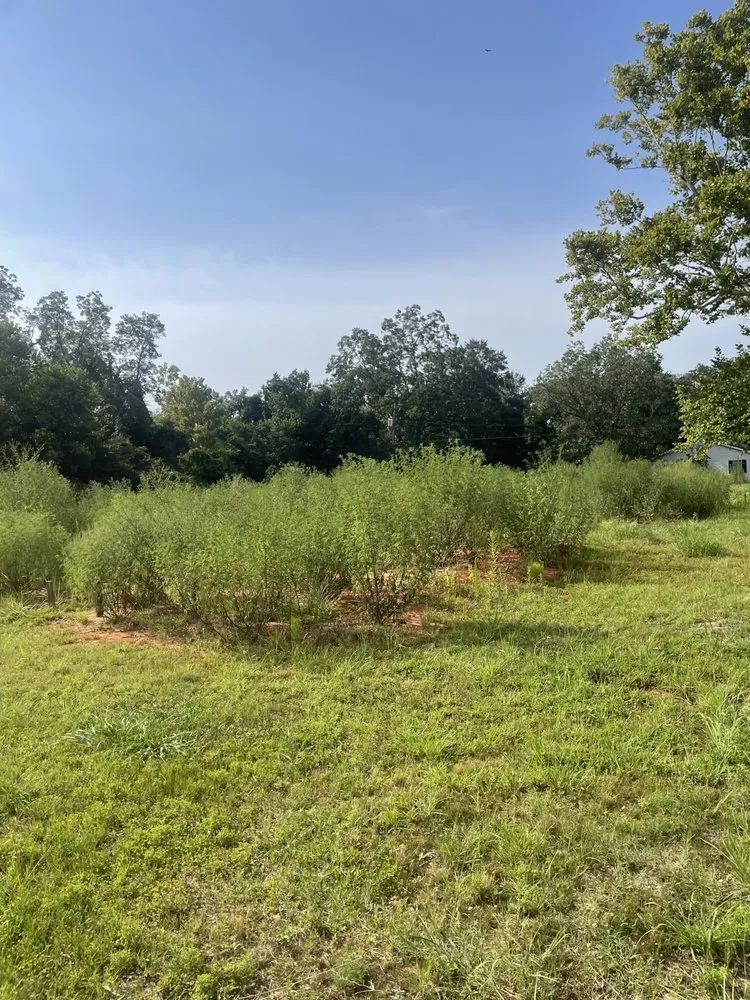 Expert garden landscaping experts serving Picayune, MS - Top Tier Handyman & Construction