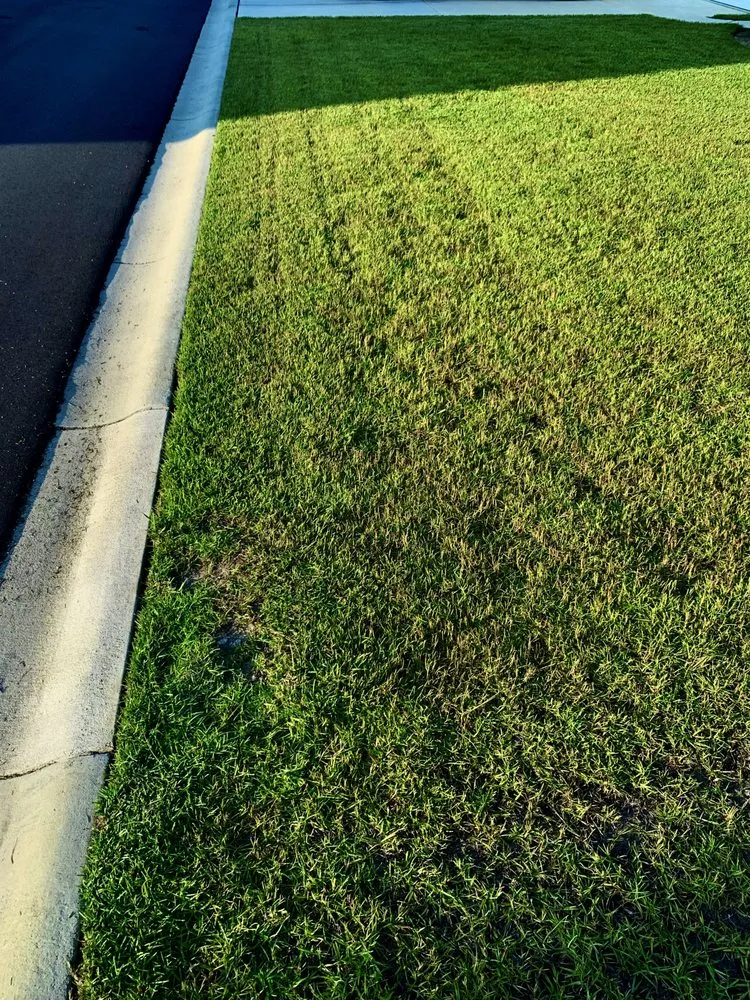Affordable lawn care service experts serving Longs, SC - Top Tier Landscaping