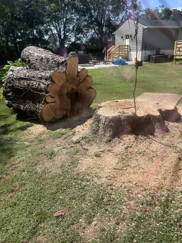 Custom yard maintenance in Columbia, TN by Top Tier lawn care