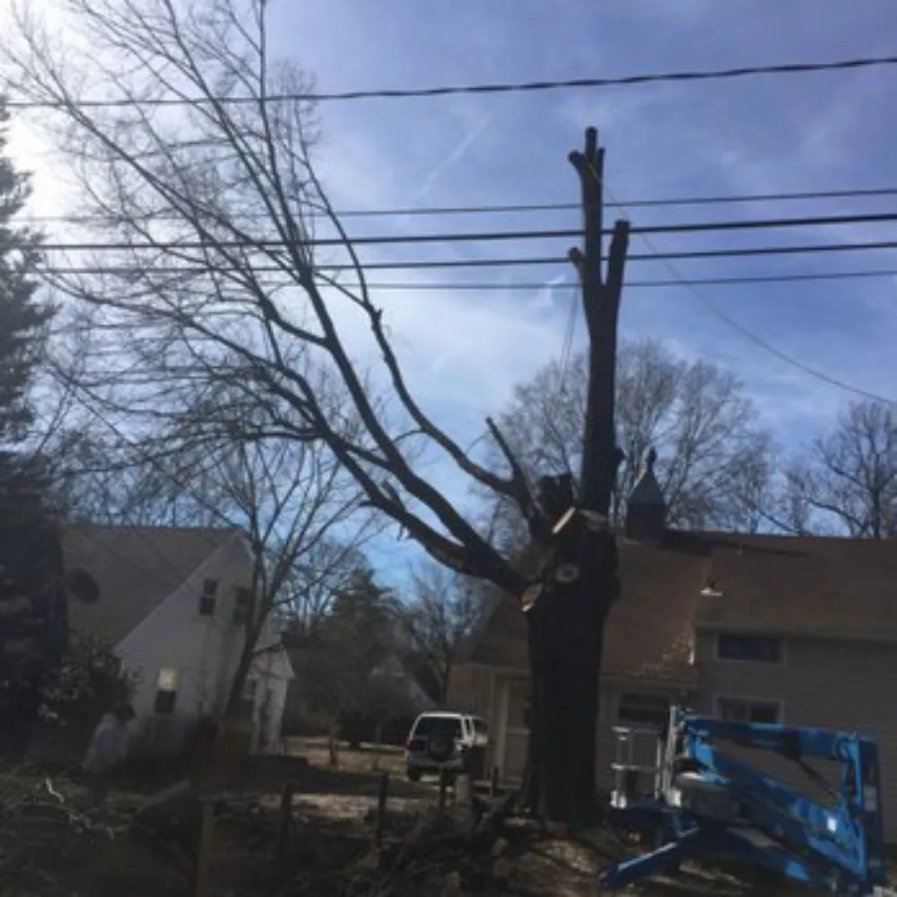 Reliable yard maintenance in Archdale, NC by Top Tier Total Tree & Restoration Conservation