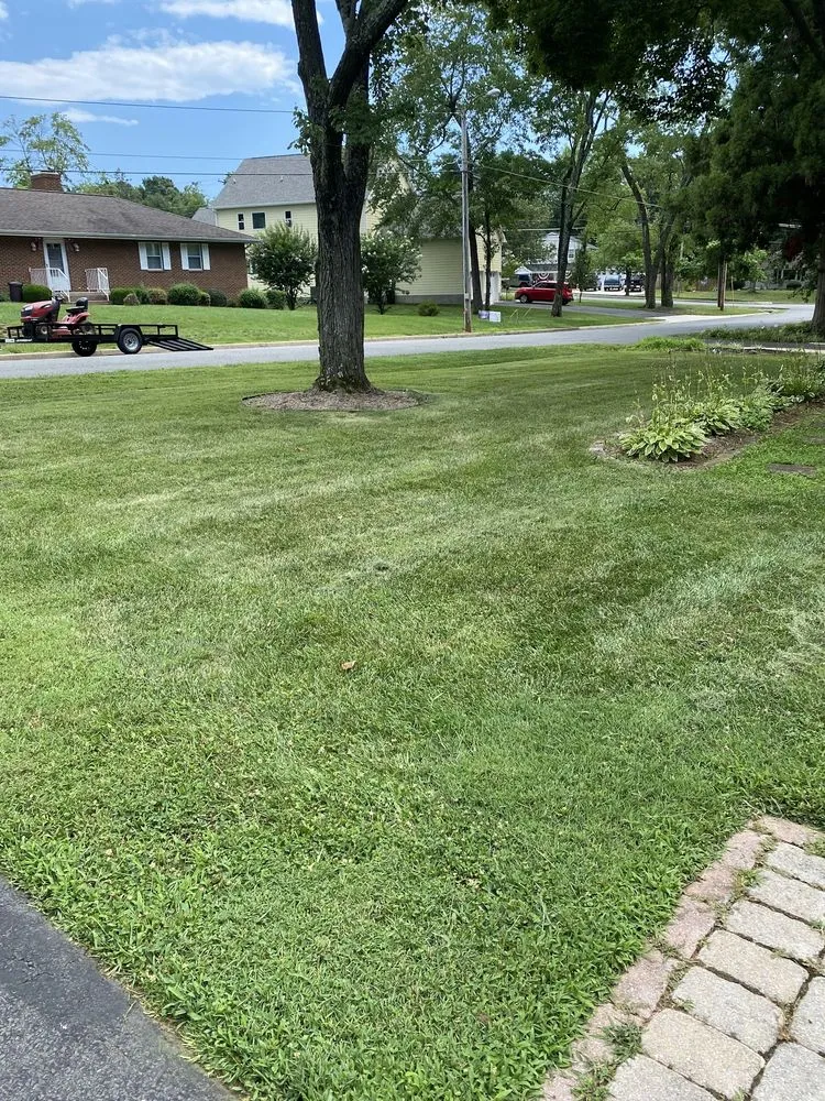 Professional yard cleanup service near you across Manassas Park, VA - Top Tier Tree and Landscaping