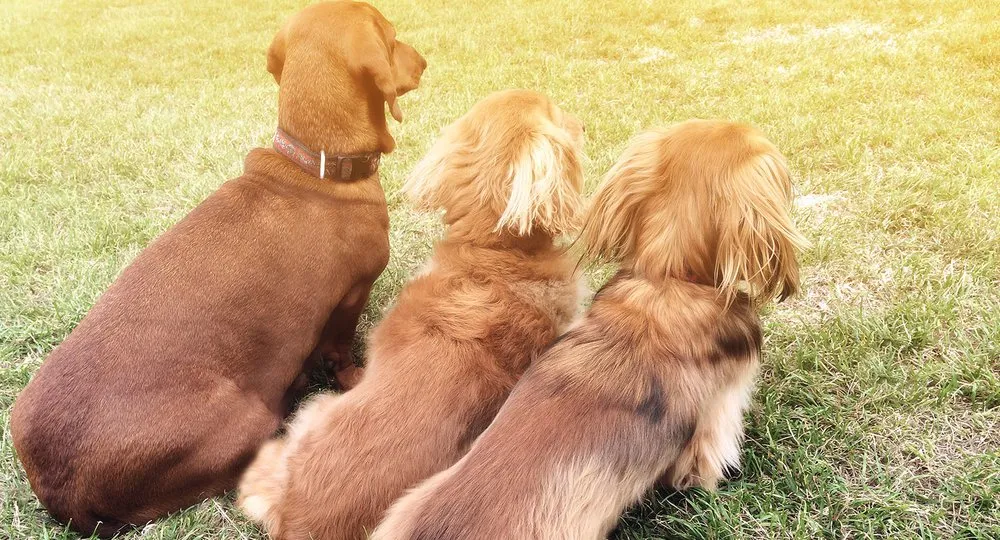 Custom landscaping services for homes across Fort Collins, CO - Top Tier Turfing