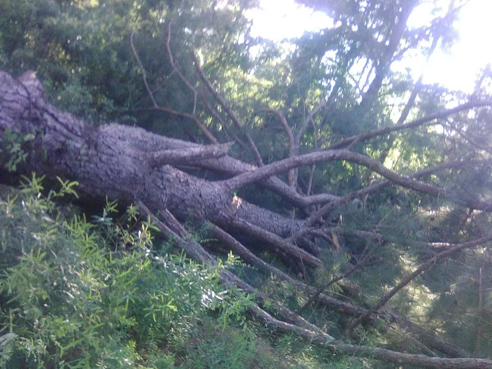 Professional yard maintenance in Elgin, SC - Top to Bottom Complete Curb Appeal