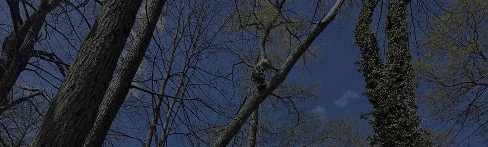 Top-rated yard cleanup service in DuBois, PA - Top To Bottom Tree And Lawn Care