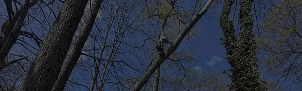 Top To Bottom Tree And Lawn Care