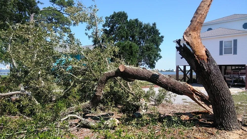 Professional yard cleanup service experts serving Foley, AL - Top To Bottom Tree Care