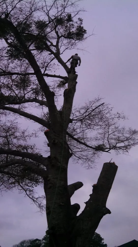 Local lawn mowing service experts serving Foley, AL - Top To Bottom Tree Care