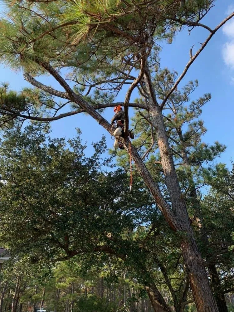 Professional lawn care service for residential properties across Manteo, NC - Top To Bottom Tree Service and Landscaping