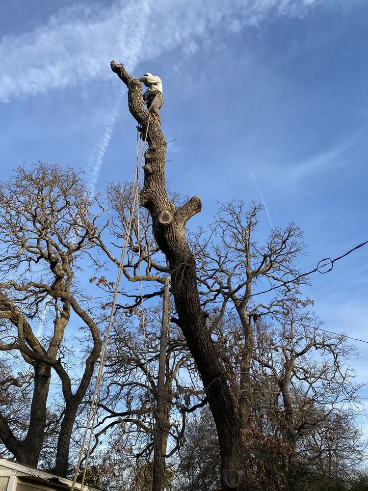 Local landscape design for year-round maintenance in Sherman, TX by Top Tree Service