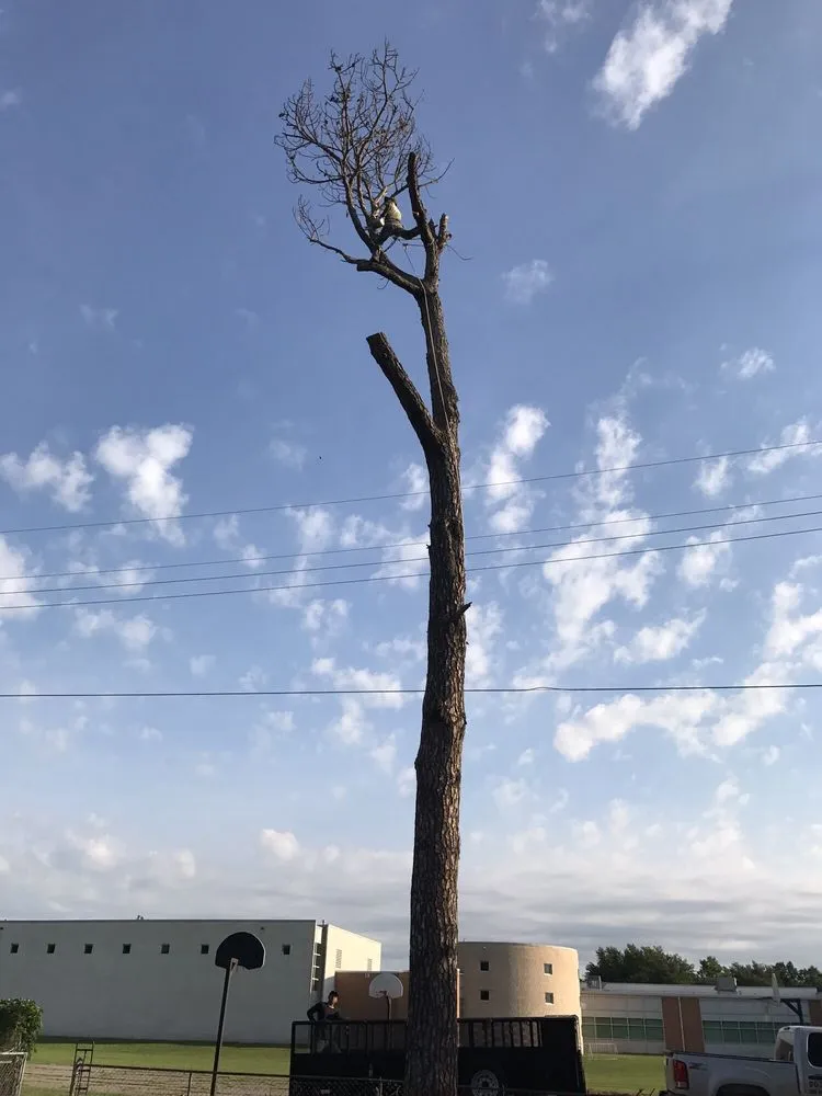 Trusted residential landscaping for year-round maintenance in Sherman, TX by Top Tree Service