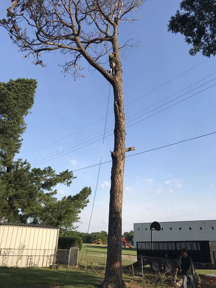 Professional landscaping services in Sherman, TX by Top Tree Service