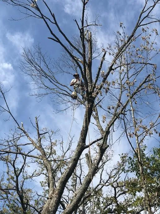 Local yard maintenance with custom design in Sherman, TX by Top Tree Service