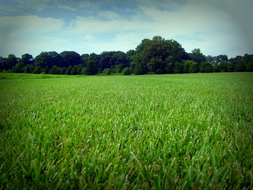 Expert residential landscaping experts serving Hazel Green, AL - Top Turf