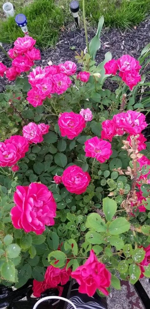 Top-rated yard cleanup service in La Porte City, IA by Top Turf