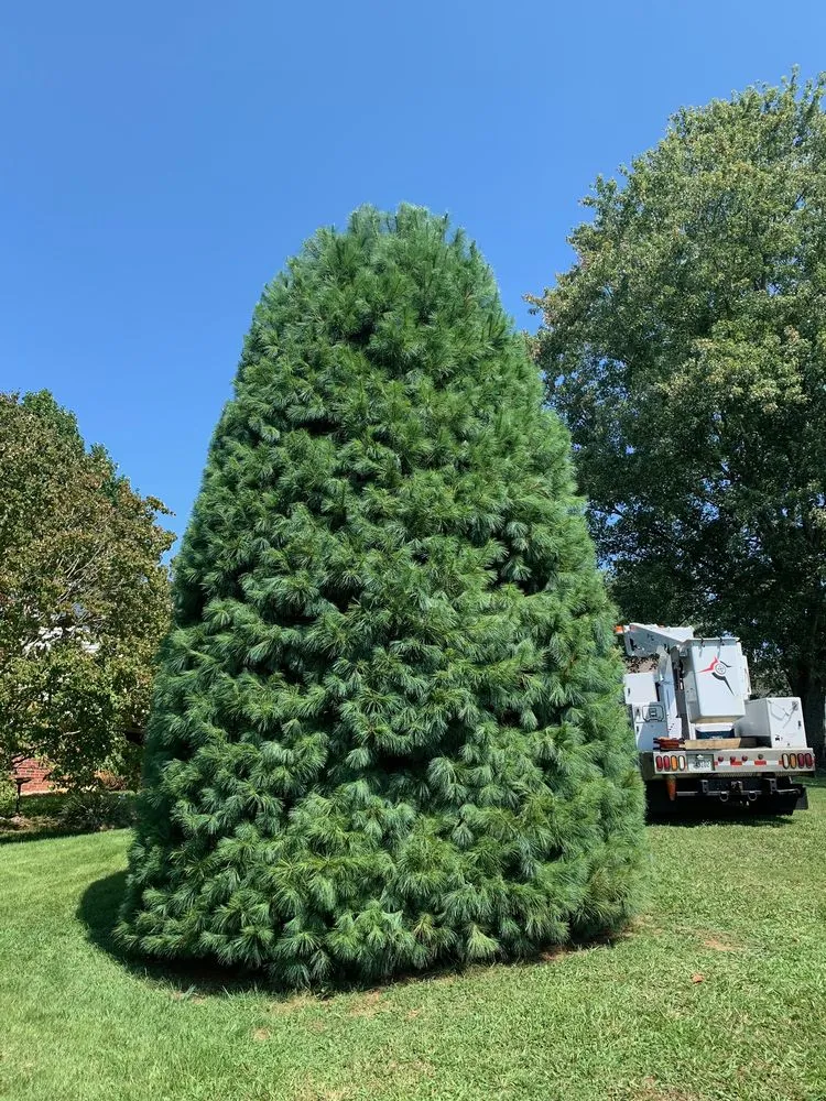 Custom landscape design near you in Rogersville, TN by Top Turf Landscaping