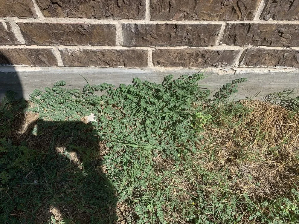 Top-rated landscape design for homes across Lawrenceville, GA - Top Turf Lawn Care and Pest Management