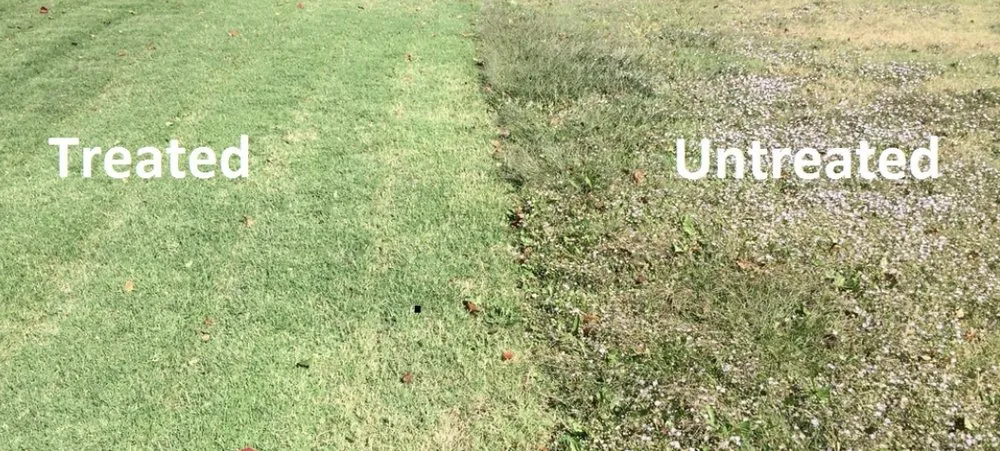 Affordable landscaping services experts serving Troy, NY - Top Turf Lawn Solutions